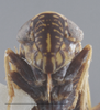 Head: !! display not done !! on Amplicephalus (Amplicephalus) marginellanus (Metcalf, 1955): (Observation).