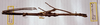 CollectionObject 1561612; bbf8fe58-f909-4400-97cf-44b5cb454674: copyright MHNG Geneva. female of synonym Cuniculina augustus (holotype). (CollectionObject).