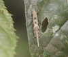 CollectionObject 1584352; c35aa362-1cbe-4c42-b55c-668223ac9ff4: Reproduced by Josip Skejo with permission. Dorsal view on a female standing on a leaf. (CollectionObject).