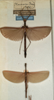 CollectionObject 1559701; NMW 997, b7ba12dd-2266-467f-af49-df6cee943f5e: copyright NMW, Vienna. female of synonym Marmessoidea caryophyllea (syntypes). (CollectionObject).