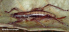 Anelytra (Anelytra) nigrifrons Redtenbacher, 1891: female. (Otu).