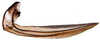 Ovipositor: Icaia laoroya, 1st valvula (INHS). (Observation).