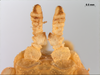 CollectionObject 1590522; d9bdf539-fc65-4ab1-ad14-c983162a69b2: copyright RMNH. female antennae (holotype). (CollectionObject).