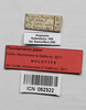 CollectionObject 1563968; 6a852e39-702e-43b8-b96d-1f7237ec4722: female, data labels (holotype). (CollectionObject).