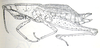 Pseudopyrgus curtipennis Kevan, 1966: Fig. 2 A. female habitus (30.5 mm). (Otu).