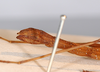 CollectionObject 1557682; 7bf6c299-d657-45d2-b5c0-9f5b17aef872: copyright MNCN, Madrid. female: enmd of abdomen, lateral view (syntype). (CollectionObject).;CollectionObject 1557683; f6d433bf-4f51-4fc5-9cf6-311c6d0c275b: copyright MNCN, Madrid. female: enmd of abdomen, lateral view (syntype). (CollectionObject).