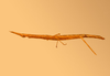 CollectionObject 1513108; MLP3765/1, b4775dd8-4885-46f9-8f05-e53f87a1268d: female, lateral view (holotype). (CollectionObject).