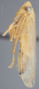 Habitus, lateral view: !! display not done !! on Chlorotettix nudatus Ball, 1900: Lateral. Female. (Observation).