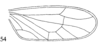 Forewing: (Observation).