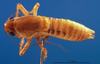 CollectionObject 1502055; 86106bf5-d01a-42d1-a33f-49b01a7f9b03: male, dorsal view (paratype). (CollectionObject).