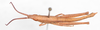CollectionObject 1506302; 3ee14418-b204-4c70-b124-fa575495af99: male, dorsal view (holotype). (CollectionObject).