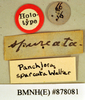 Gyna spurcata (Walker, 1868): Holotype, unsexed, labels. BMNH(E)#878081. (Otu).