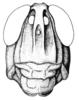 Scotussa brachyptera Cigliano & Ronderos, 1994: Fig. 117. male head, frontal view. (Otu).