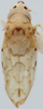 Habitus, dorsal view on Eualebra marilynae Dietrich, 2013: Habitus. (Observation).
