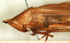 male, lateral view (syntype). Depicts CollectionObject 1531551; 95309bbb-37af-4256-b8e7-c6e58bd295fa, a CollectionObject.