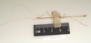 CollectionObject 1561065; NHMUK(SF IMPORT DUPLICATE) 844547, ec084b81-db80-4f71-a812-29f808de63c5: copyright Natural History Museum, London. male, lateral view (holotype). (CollectionObject).