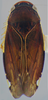 Habitus, dorsal view on Pseudocostanana rubromarginata (Domahovski & Cavichioli, 2023): Male holotype [DZUP]: habitus, dorsal view. (Observation).