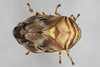 Live specimen on Clastoptera arborina Ball, 1927: (Observation).