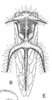 Habitus, dorsal view on Cyphonia longispina Sakakibara, 1968: (Observation).