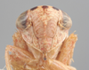 Head on Athysanella (Athysanella) cursa Blocker, 1988: Head. (Observation).