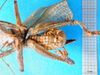 CollectionObject 1502554; 5225a78d-c180-47f9-bad5-8e462d24789e: male, ventral view. (CollectionObject).