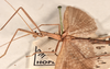 copyright OUMNH. male: head & thorax, lateral view (syntype). Depicts CollectionObject 1562276; ea5298a1-057c-45cf-be16-b8f48a2364c1, a CollectionObject.;copyright OUMNH. male: head & thorax, lateral view (syntype). Depicts CollectionObject 1562277; 958f38df-47f1-4b32-9bdf-00a0e4c98a52, a CollectionObject.