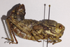 CollectionObject 1496461; f978ed96-2053-4603-8175-59510b62354a, MNCN7346: female, lateral view (holotype). (CollectionObject).