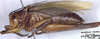 CollectionObject 1517119; a5c89bba-3fbd-4906-85e2-967f507918c1: male, lateral view (syntype). (CollectionObject).