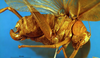 CollectionObject 1500502; 70a468f2-3e35-4d34-991f-794dc67b49fd, DORSA BTararegHTF: female, lateral view (holotype). (CollectionObject).