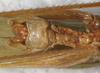 CollectionObject 1532217; NMW 6773, 5243bd71-3542-4ce6-a9e1-d02738feba4f: male abdomen tip, ventral view (syntype). (CollectionObject).