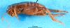 Modicogryllus (Modicogryllus) pseudocyprius Gorochov, 1996: female, lateral view (paratype). (Otu).