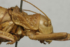 CollectionObject 1535977; 78233d52-766e-4fb3-bcfa-9f5b67088bc4: female pronotum, lateral view (syntype). (CollectionObject).