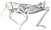 Orotettix andeanus (Bruner, 1913): Fig. 16. male habitus. (Otu).