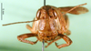 CollectionObject 1564443; 80bd6b64-6813-40bb-a04d-8342a423ad5d: female, frontal view (allotype of Dociostaurus elbursianus caspicus). (CollectionObject).