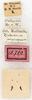 CollectionObject 1576644; 3ec68e7f-9927-47b0-a571-a45fc64f62db: labels (paralectotype of Xiphidium propinquum). (CollectionObject).