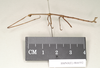 CollectionObject 1561471; NHMUK(SF IMPORT DUPLICATE) 844552-844553, 831e2883-0246-4af7-a7d7-07fa805d31b7: copyright Natural History Museum, London. male, lateral view (syntype). (CollectionObject).
