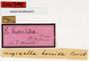 CollectionObject 1558736; 695dc27c-d78b-4c09-9608-1cde57ed85db: copyright MNHN, Paris. male, data labels (syntype). (CollectionObject).