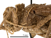CollectionObject 1478065; 4cb85b59-6194-4213-a431-f3db37295a85: male head and pronotum, lateral view (holotype). (CollectionObject).