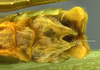 CollectionObject 1593131; 8a0523a6-84bc-4d0d-bd10-99a3a840171e: male terminalia, ventral view. (CollectionObject).