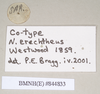 CollectionObject 1562010; NHMUK(SF IMPORT DUPLICATE) 844833, 2eb3ca38-39fc-44da-ac4f-28caf374b012: copyright Natural History Museum, London. female, data labels of Necroscia erechtheus (syntype). (CollectionObject).