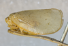 Habitus, lateral view on Anormenis coerulescens (Melichar, 1902): (Observation).