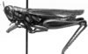 CollectionObject 1564560; NMW 20396, 840a55cc-5093-4dc6-bf7c-e368577feffd: Image Carbonell, C.S. male, lateral view (syntype of Hesperotettix viridis festivus). (CollectionObject).