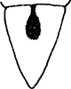 Other: !! display not done !! on Nephotettix cincticeps (Uhler, 1896): (Observation).