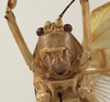 CollectionObject 1534522; d07314cf-cf4a-41f0-85b3-fbdc7e764b3a: male face (syntype). (CollectionObject).