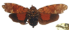 Habitus, dorsal view: !! display not done !! on Obia tenebrosa Distant, 1887: Type. (Observation).