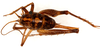 CollectionObject 1499656; 738615ea-edca-4ae4-a14b-e04decf853a9: female, dorsal view (allotype). (CollectionObject).