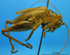 CollectionObject 1530661; 391e05a4-4981-4054-9bba-7256cb1eb93d: lateral view (paralectotype). (CollectionObject).