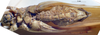 CollectionObject 1504012; daf0988d-3e5a-4d97-8f35-5e5f15102646: male, ventral view (paratype). (CollectionObject).