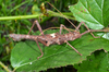Haaniella scabra (Redtenbacher, 1906): copyright Paul D. Brock. male, dorsal view (culture stock 2014, ex. Sabah, Kina-balu). (Otu).