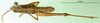 CollectionObject 1501333; 1a5bf21b-62c1-4f1b-bb08-083d559dc533: male, dorsal view (syntype). (CollectionObject).